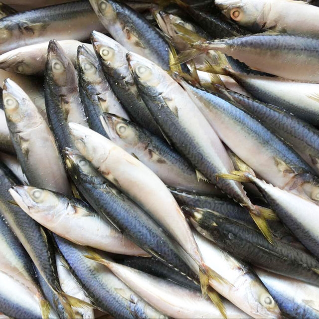 Seafrozen Sardine Fish